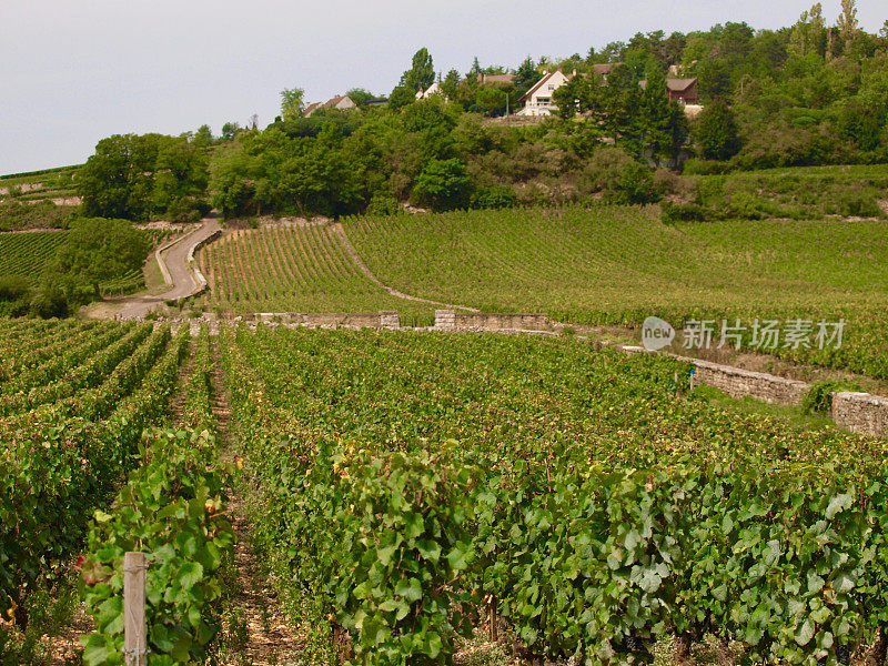 Wineyard /波恩,法国